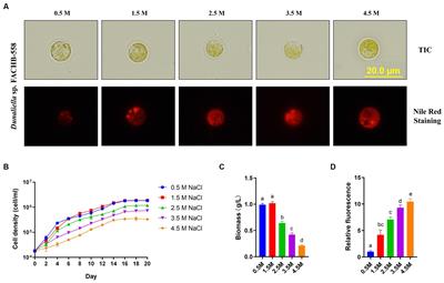 Bioremoval of Co(II) by a novel halotolerant microalgae Dunaliella sp. FACHB-558 from saltwater